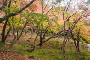 竈門神社の紅葉の写真
