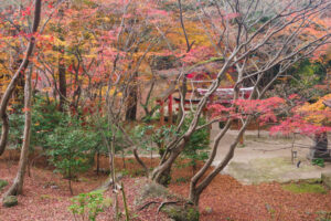 竈門神社の紅葉の写真