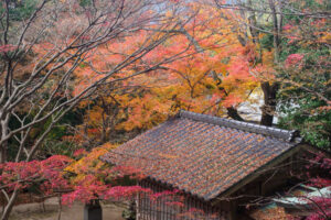竈門神社の紅葉の写真