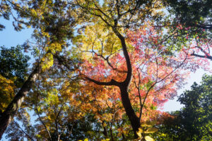 友泉亭公園の紅葉の写真