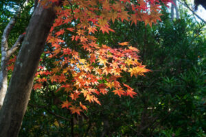 友泉亭公園の紅葉の写真