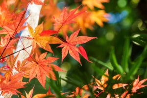 友泉亭公園の紅葉の写真
