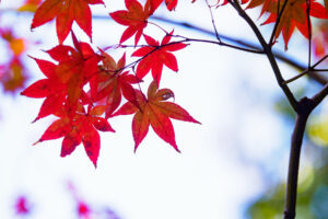 友泉亭公園の紅葉の写真