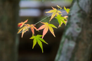 友泉亭公園の紅葉の写真