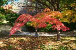 舞鶴公園の紅葉の写真
