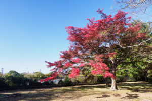 舞鶴公園の紅葉の写真
