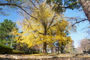 舞鶴公園の紅葉の写真