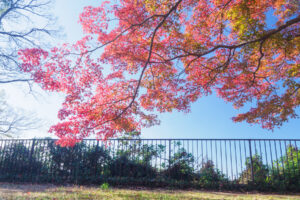 舞鶴公園の紅葉の写真