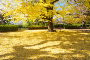 舞鶴公園の紅葉の写真