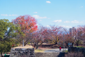 舞鶴公園の紅葉の写真