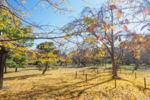 舞鶴公園の紅葉の写真