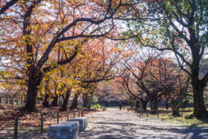 舞鶴公園の紅葉の写真