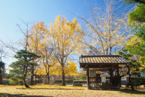 舞鶴公園の紅葉の写真