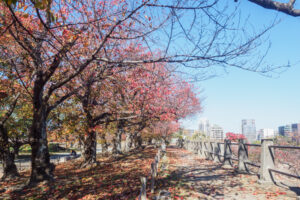 舞鶴公園の紅葉の写真
