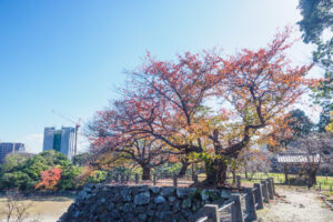 舞鶴公園の紅葉の写真