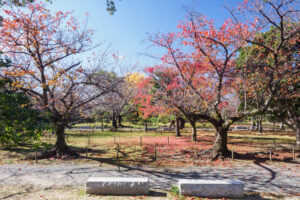 舞鶴公園の紅葉の写真