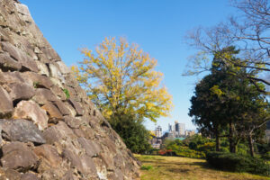 舞鶴公園の紅葉の写真