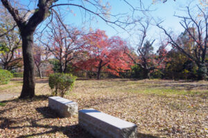 舞鶴公園の紅葉の写真