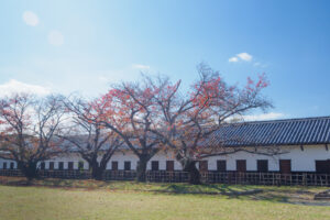 舞鶴公園の紅葉の写真