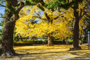 舞鶴公園の紅葉の写真