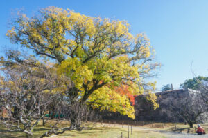 舞鶴公園の紅葉の写真