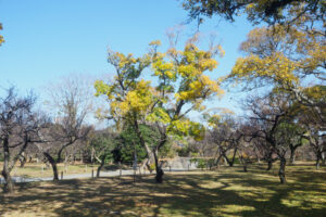 舞鶴公園の紅葉の写真