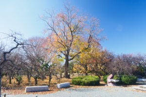 舞鶴公園の紅葉の写真