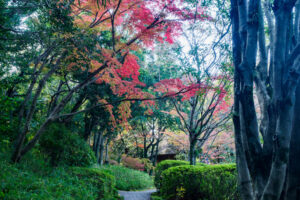 友泉亭公園の紅葉の写真