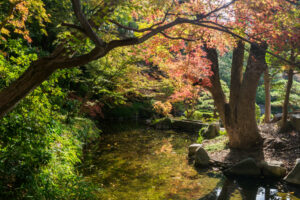 友泉亭公園の紅葉の写真