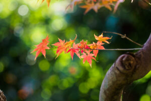友泉亭公園の紅葉の写真