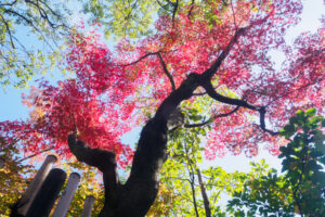 友泉亭公園の紅葉の写真