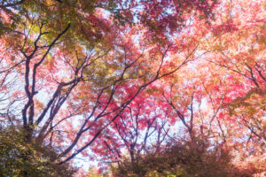 筥崎宮花庭園の紅葉の写真
