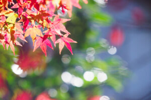 筥崎宮花庭園の紅葉の写真