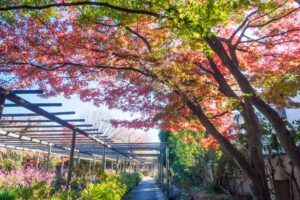筥崎宮花庭園の紅葉の写真