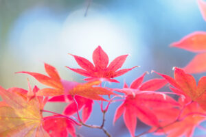 筥崎宮花庭園の紅葉の写真