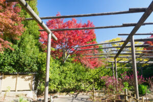 筥崎宮花庭園の紅葉の写真