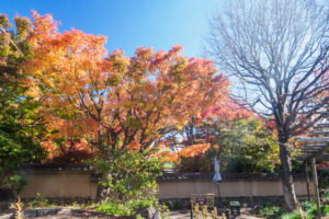 筥崎宮花庭園の紅葉の写真