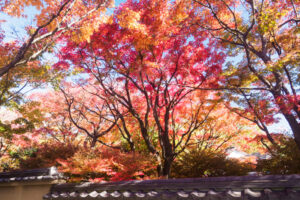 筥崎宮花庭園の紅葉の写真