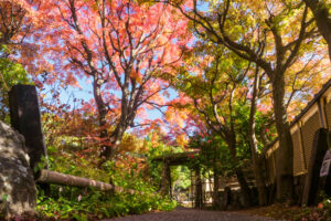 筥崎宮花庭園の紅葉の写真