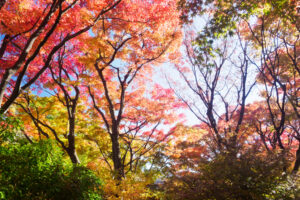 筥崎宮花庭園の紅葉の写真