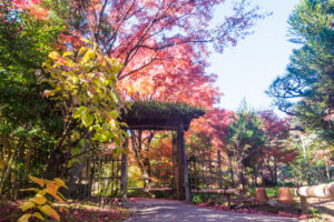 筥崎宮花庭園の紅葉の写真