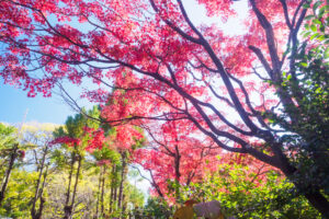 筥崎宮花庭園の紅葉の写真