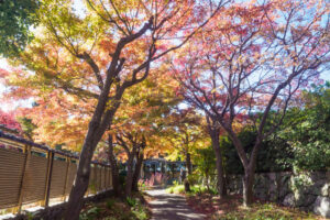 筥崎宮花庭園の紅葉の写真