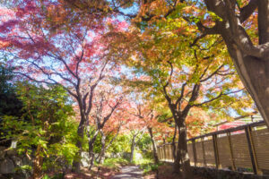筥崎宮花庭園の紅葉の写真