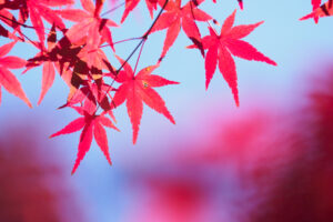 筥崎宮花庭園の紅葉の写真