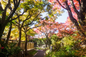 筥崎宮花庭園の紅葉の写真