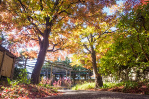 筥崎宮花庭園の紅葉の写真