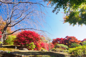 筥崎宮花庭園の紅葉の写真