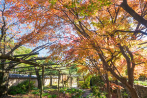 筥崎宮花庭園の紅葉の写真
