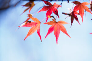 筥崎宮花庭園の紅葉の写真